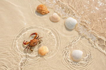 White sand beach and seashells. Crab. Beach. Summer sea background.
