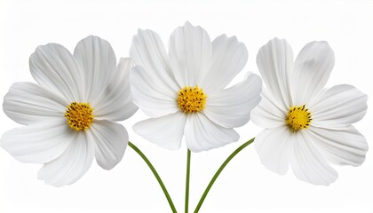 white cosmos flower isolated with clipping path