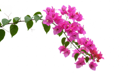 Bougainvillea spectabilis branch with flowers isolated on transparent background