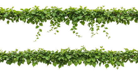 Two rows of green leaves and vines isolated on transparent background