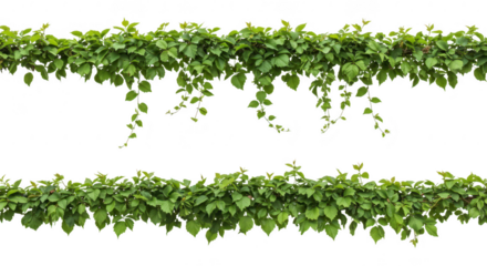 Two rows of green leaves and vines isolated on transparent background