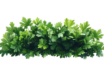 Obraz premium A lush garden of parsley its vibrant green leaves promise fresh flavors a culinary delight to on transparent background