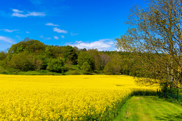 blühender Raps, Rapsfeld auf Rügen, Mecklenburg-Vorpommern, Deutschland