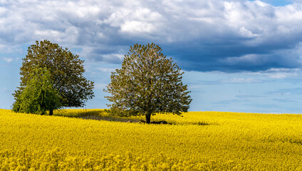 blühender Raps, Rapsfeld auf Rügen, Mecklenburg-Vorpommern, Deutschland