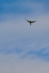 Obraz premium gruccioni