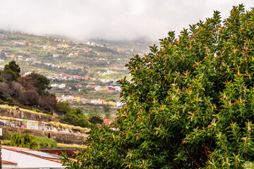 Ficus elastica pertenece a la familia de Moraceae.