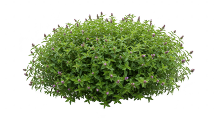 Green bush with small purple flowers isolated on transparent background