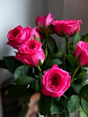 A bouquet of scarlet roses for a young lady. Delicate fragrant buds. Beauty and modesty.