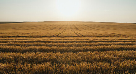 field of wheat. Field