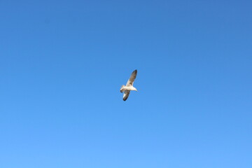 birds in flight