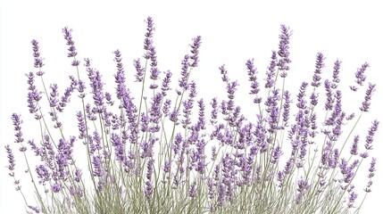 Naklejka premium Lavender sprigs against a white background