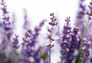 Fototapeta premium Soft focus lavender blossom, gentle curves, subtle hues, white background, flora, element