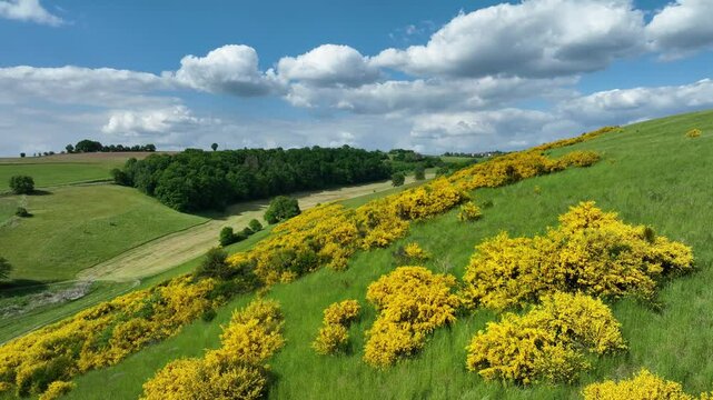 drone video of blomming gorse