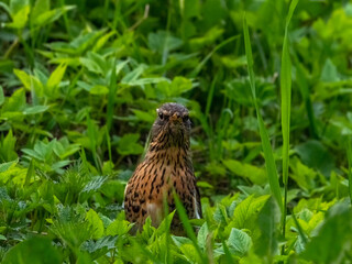 The mountain ash thrush (turdus pilaris) looks