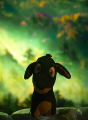 dog facing front in forest
