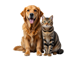 Portrait of a Happy dog and cat that are looking at the camera together, transparent background, PNG
