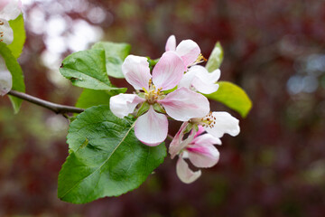 Obraz premium branche de pommier en fleurs
