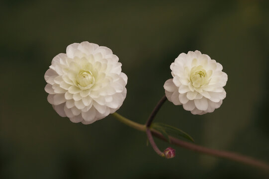 Ranunculus aconitifolius
