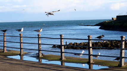 seagulls on the pier