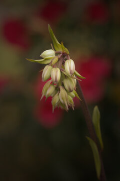 Martagon Lily
