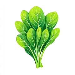 Fresh bundle of sorrel leaves on white background, green herb, fresh vegetable