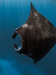 Manta ray fish in ocean. Snorkeling with sting ray fish in blue sea © artifirsov
