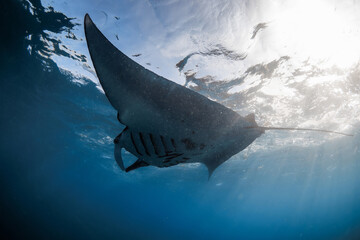Manta ray fish glide underwater in ocean. Snorkeling with sting ray fish in blue sea © artifirsov