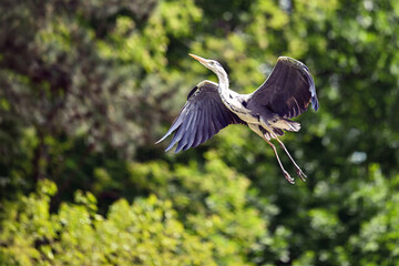 Graceful Heron in Flight Over Peaceful Pond