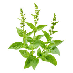 Obraz premium Holy basil plant with vibrant leaves and flowering spikes isolated on white background for herbal studies, Holy Basil,Ocimum sanctum isolate on white background