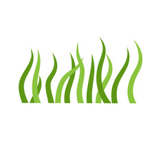 Aquatic marine algae plant vector Illustration