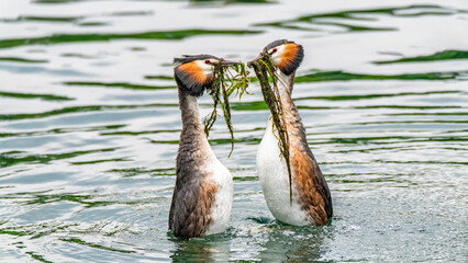 Balzende Haubentaucher auf dem Rhein
