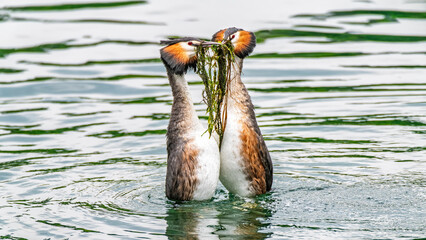Balzende Haubentaucher auf dem Rhein