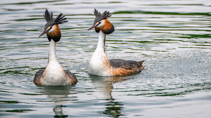 Balzende Haubentaucher auf dem Rhein