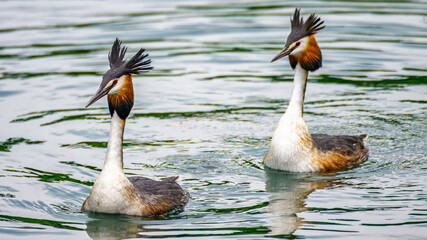 Balzende Haubentaucher auf dem Rhein