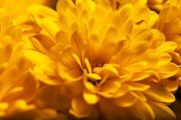 Bright yellow chrysanthemums in close-up detail with soft petals and texture