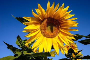 Single Sunflower Against Blue Sky - Summer Nature in Israel.