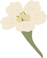 Achillea millefolium, yarrow flowers