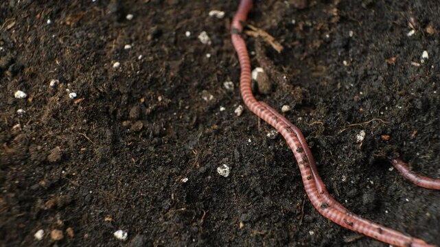 Group of Earthworms Crawling on Moist Soil