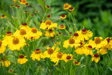 Helenium Hybruide Wesergold
