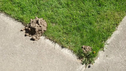 A hill of soil on green grass from the action of a mole. Pests on the lawn in the yard dig up the soil. Mole digging fresh earth on the street near pavement. Landscape damage. High quality photo