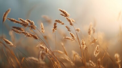 Fototapeta premium Golden grass field at sunset