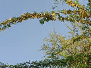 prosopis juliflora flower or flower of the Mesquite.Mesquite flower pattern background 