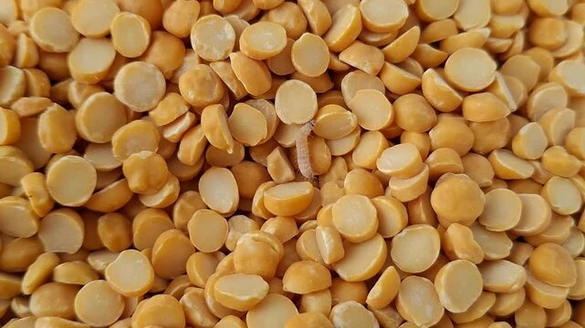 Macro footage showing yellow split peas heavily infested with worms and insects, highlighting contamination and poor storage conditions. Ideal for food safety, agriculture, and educational content.