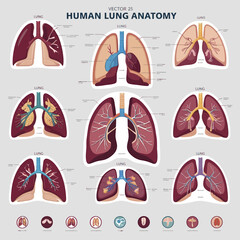 Vector collection of human body parts and heart icons