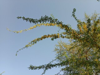 prosopis juliflora flower or flower of the Mesquite.Mesquite flower pattern background 