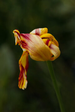 A dying tulip