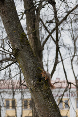 A beautiful wild squirrel climbs a tree trunk in a city park