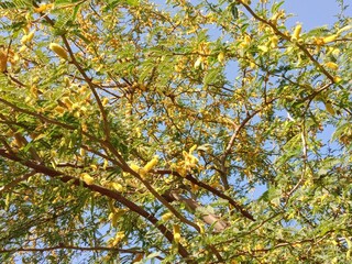 prosopis juliflora flower or flower of the Mesquite.Mesquite flower pattern background 