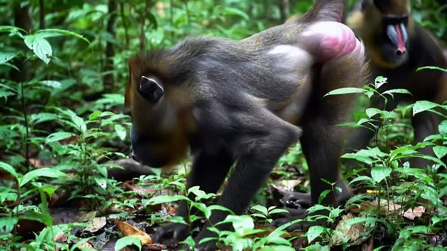 Mandrill Troop Foraging in Lush Rainforest