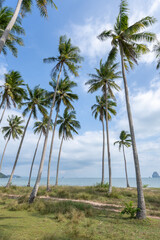 Palm trees on the beach, Koh Yao Yai, Thailand